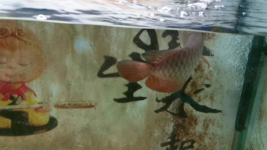一周一換水