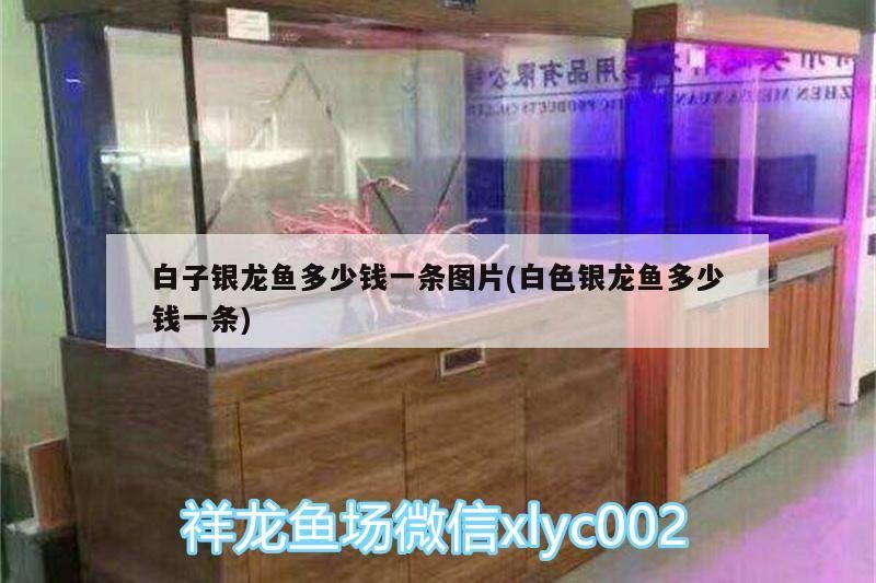 白子銀龍魚(yú)多少錢(qián)一條圖片(白色銀龍魚(yú)多少錢(qián)一條)
