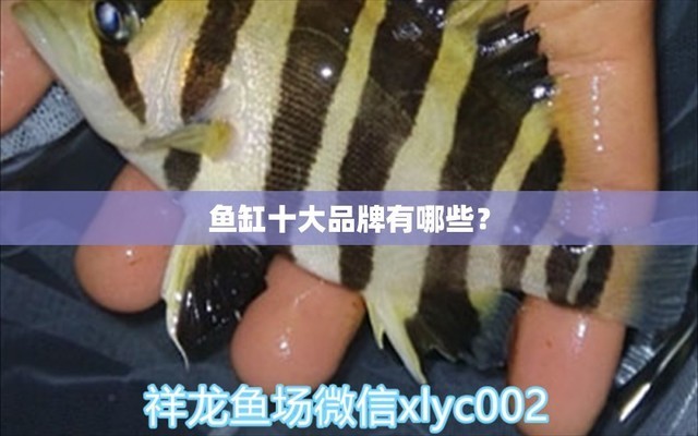 鄭州市惠濟區鼎虹水族館（鄭州市惠濟區鼎虹水族館電話）