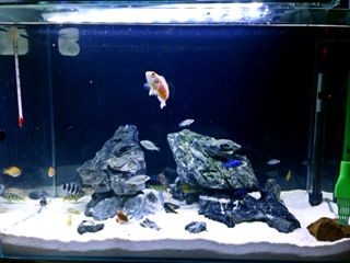超白魚缸和普通魚缸對比：超白魚缸和普通魚缸有什么區別