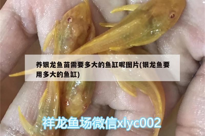 魚缸過濾器選購指南:自制魚缸過濾器魚缸上置過濾器對于養魚愛好者的必備知識 養銀龍魚苗需要多大的魚缸呢圖片(銀龍魚要用多大的魚缸) 銀龍魚百科 養銀龍魚苗需要多大的魚缸呢圖片(銀龍魚要用多大的魚缸) 養銀龍魚苗需要多大的魚缸呢圖片(銀龍魚要用多大的魚缸) 銀龍魚百科