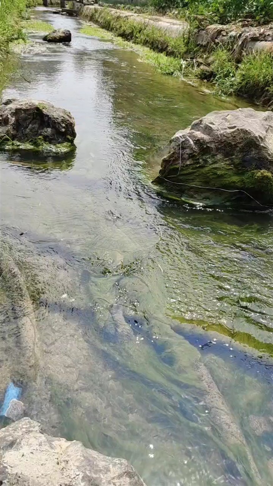 黑殼蝦野采