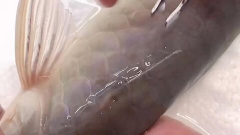 銀龍金龍紅龍魚價格（銀龍金龍紅龍魚區別） 銀龍金龍紅龍魚價格（銀龍金龍紅龍魚區別） 紅龍魚百科