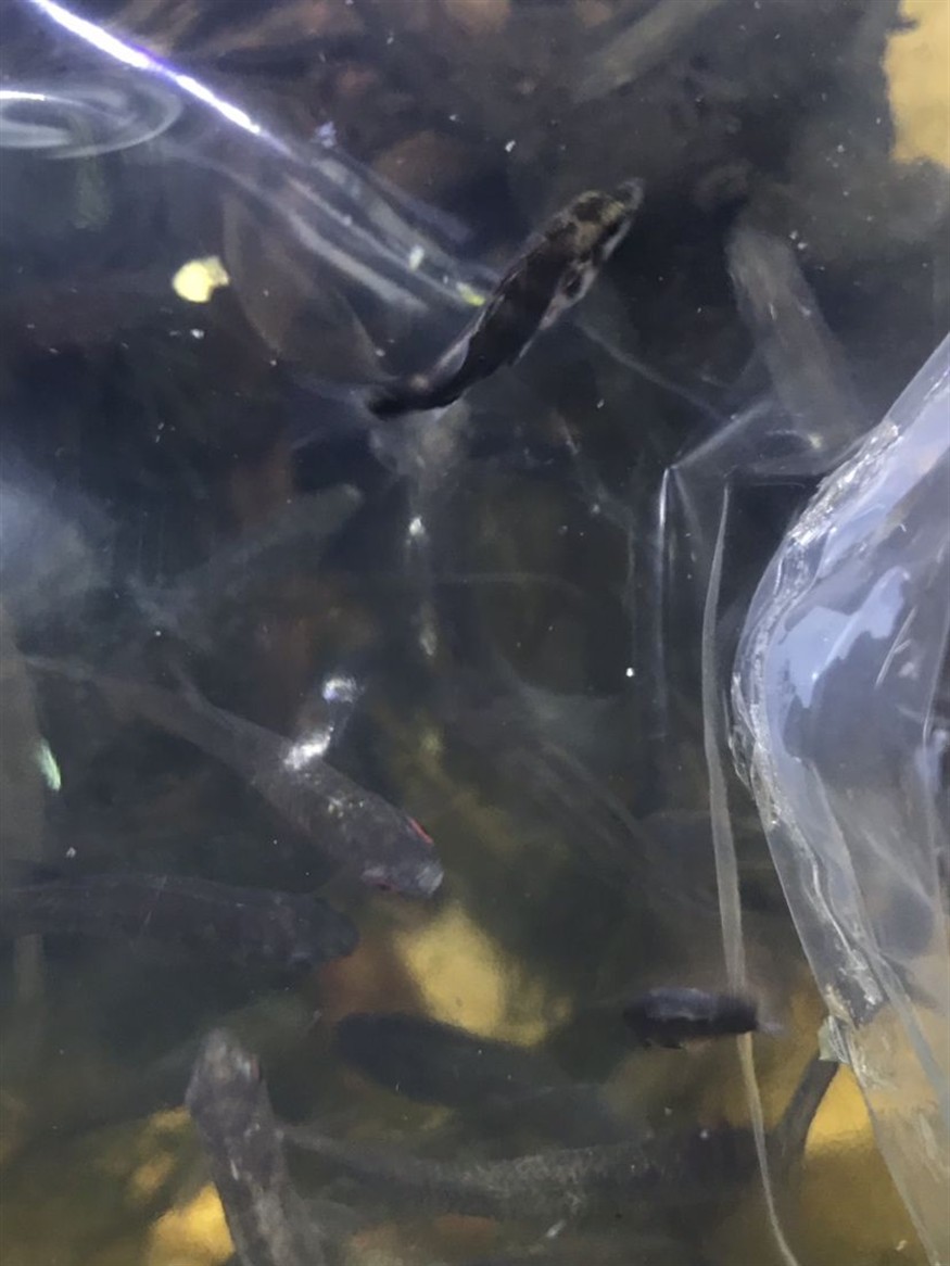 中國虎魚安排上了 中國虎魚安排上了 虎魚百科 第2張