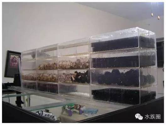 鄂州市葛店吉星花卉水族館（鄂州市葛店吉星花卉水族館電話）