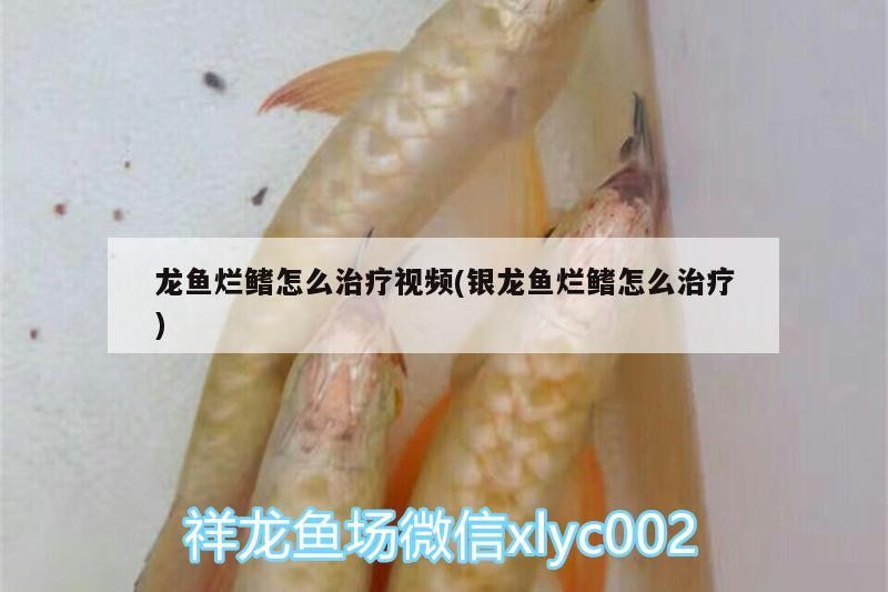 龍魚爛鰭怎么治療視頻(銀龍魚爛鰭怎么治療) 龍魚爛鰭怎么治療視頻(銀龍魚爛鰭怎么治療) 銀龍魚百科