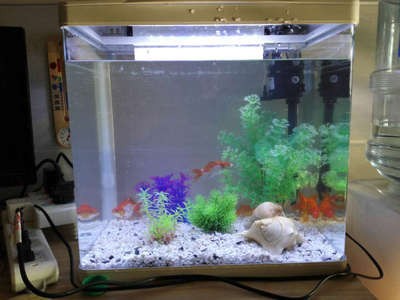 龍沙區花卉市場百潤水族器材商店（龍大花卉市場有水族嗎） 龍沙區花卉市場百潤水族器材商店（龍大花卉市場有水族嗎） 全國水族館企業名錄 第1張