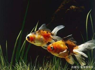 大蘇打魚缸怎么用視頻：大蘇打在魚缸中的主要用途是消除水中的氯，特別是使用氯制劑的魚缸