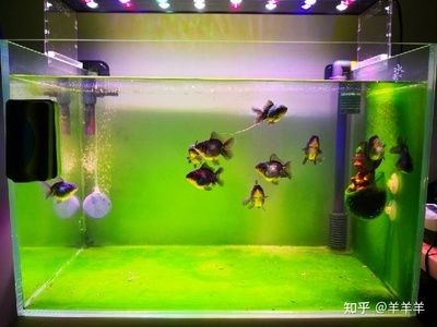 大型魚缸品牌推薦知乎：2024年魚缸十大品牌榜根據(jù)搜索結(jié)果整理的魚缸品牌介紹