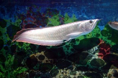 家養銀龍魚能不能吃