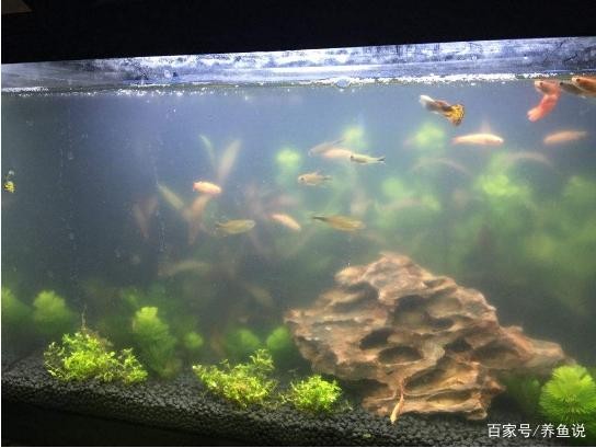 營口經濟技術開發區御龍閣水族館（營口御龍閣酒店）