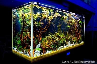 龍魚適合什么溫度的水（龍魚水溫波動大怎么辦,）