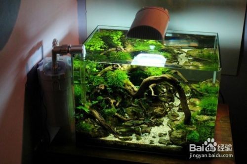 大型底濾魚缸造景進水口：大型底濾魚缸造景進水口處理方法