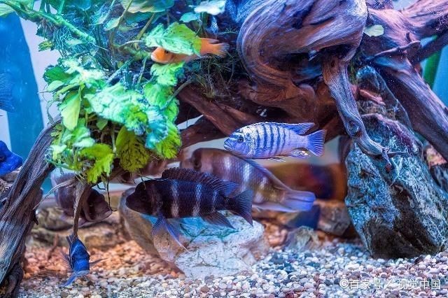 慈鯛魚魚缸造景方法視頻教學：三湖慈鯛魚缸造景教程 慈鯛魚魚缸造景方法視頻教學：三湖慈鯛魚缸造景教程 魚缸百科 第1張
