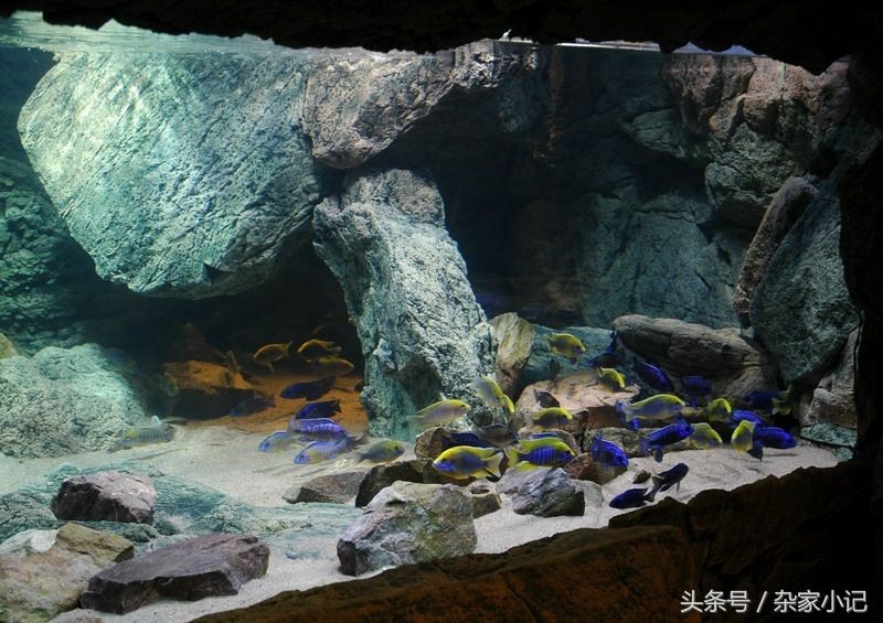 慈鯛魚魚缸造景方法視頻教學：三湖慈鯛魚缸造景教程 慈鯛魚魚缸造景方法視頻教學：三湖慈鯛魚缸造景教程 魚缸百科 第3張