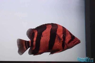 慈鯛魚魚缸造景方法視頻教學：三湖慈鯛魚缸造景教程 慈鯛魚魚缸造景方法視頻教學：三湖慈鯛魚缸造景教程 魚缸百科 第4張