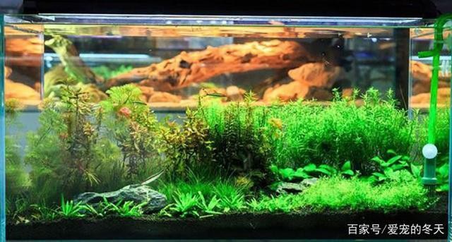 紅龍魚增色用什么燈光（紅龍魚增色用什么燈光好）