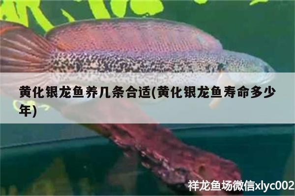 黃化銀龍魚養(yǎng)幾條合適(黃化銀龍魚壽命多少年)