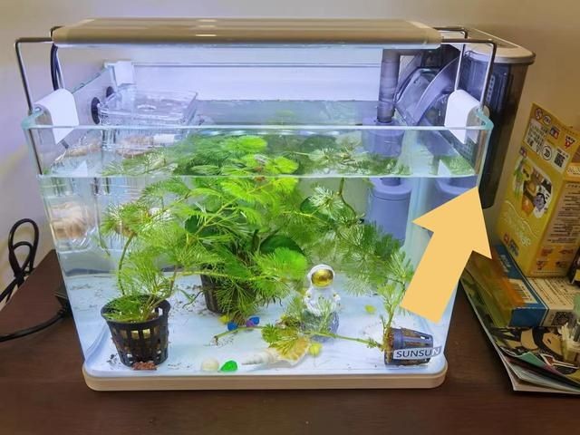 大魚缸用小過濾器會怎樣：大魚缸使用小過濾器會導致水質惡化，對魚的健康和生存構成威脅