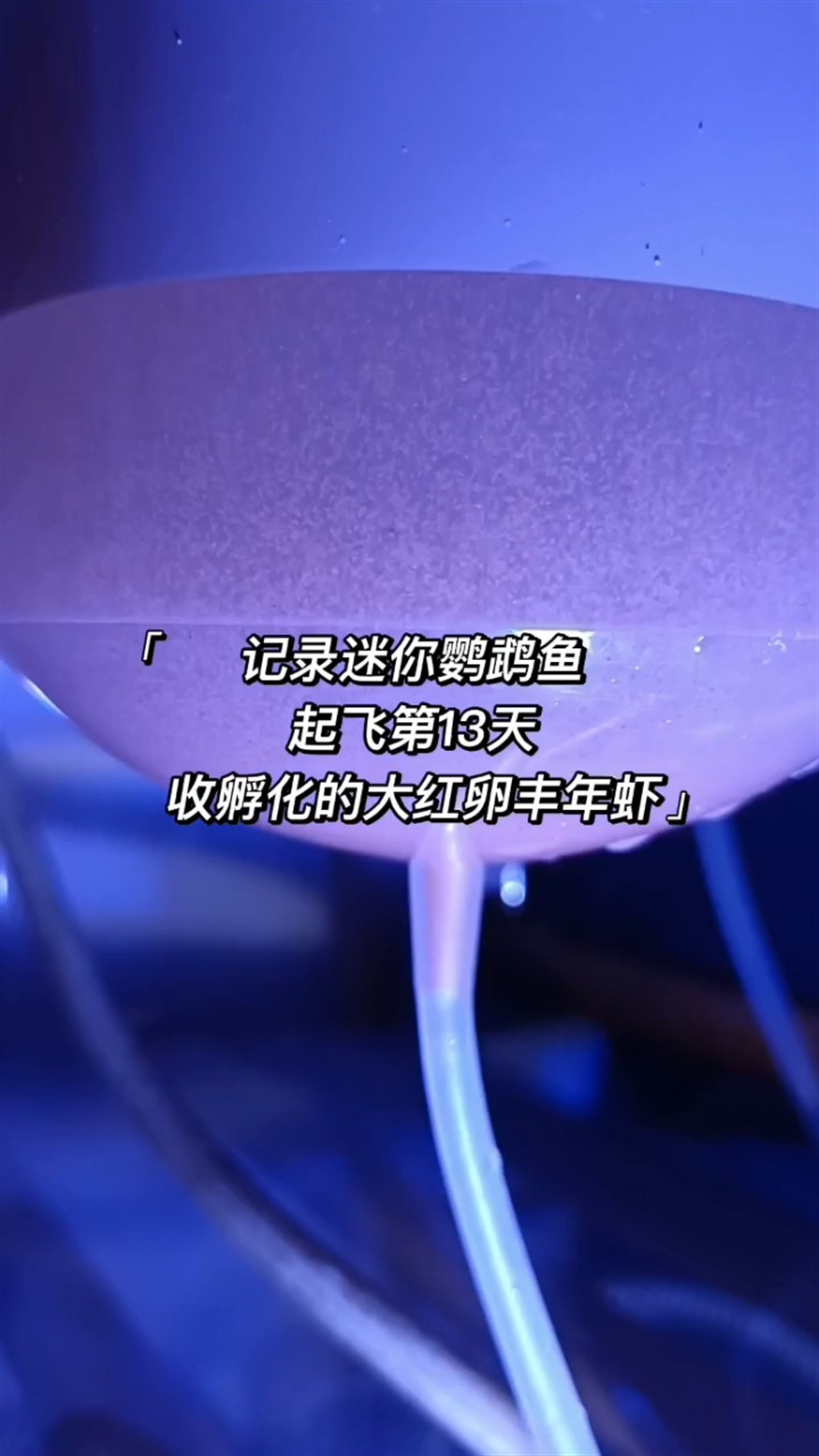 記錄魚苗起飛第13天 記錄魚苗起飛第13天 龍魚論壇