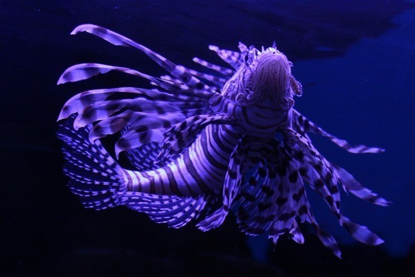 龍魚和豬鼻龜混養問題（龍魚和豬鼻龜混養問題嚴重嗎）