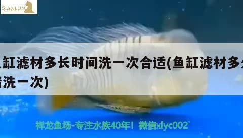 魚缸濾材多長時間洗一次合適(魚缸濾材多久清洗一次) 魚缸濾材多長時間洗一次合適(魚缸濾材多久清洗一次) 豬鼻龜百科