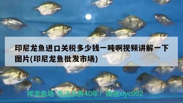 羅漢魚(yú)和豬鼻龜可以混養(yǎng)嗎？
