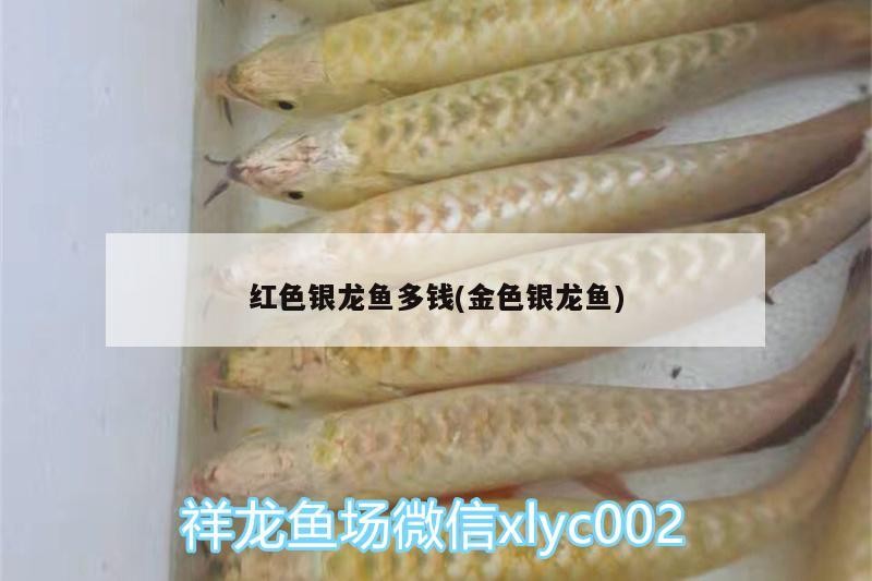 紅色銀龍魚多錢(金色銀龍魚)