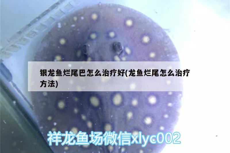 銀龍魚爛尾巴怎么治療好(龍魚爛尾怎么治療方法)