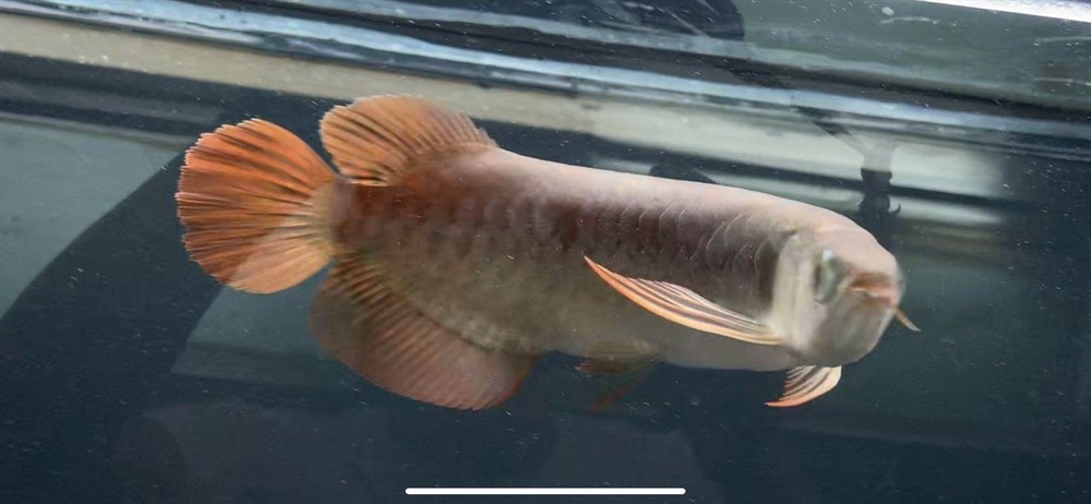 龍魚瑕疵特價(jià)挑選思考