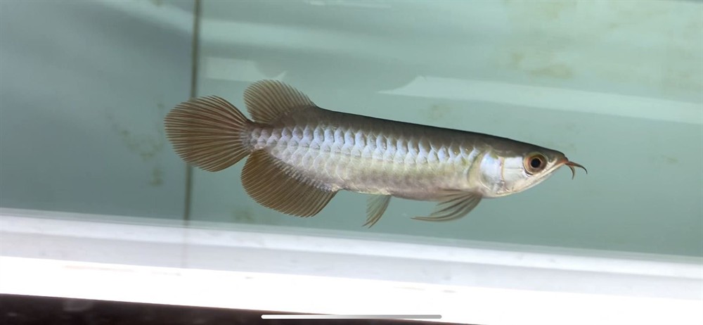 龍魚瑕疵特價(jià)挑選思考