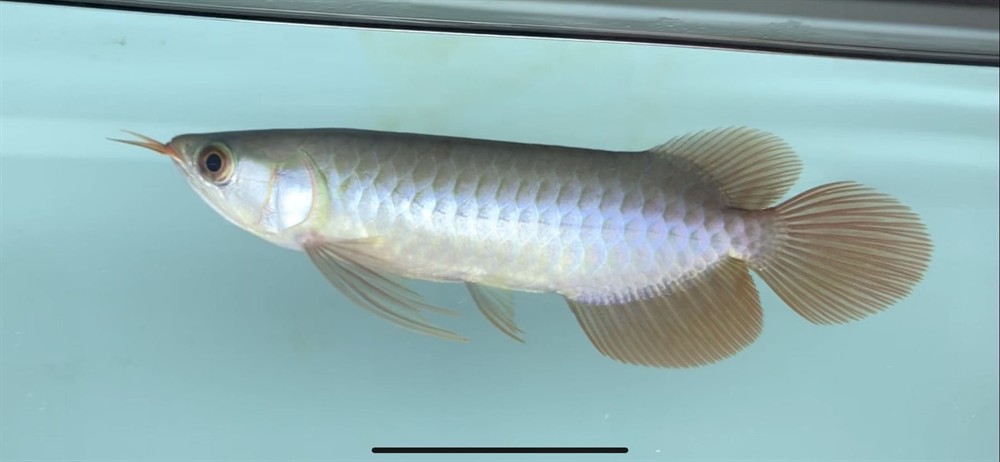龍魚瑕疵特價(jià)挑選思考