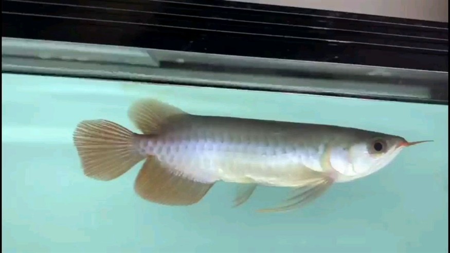 龍魚瑕疵特價(jià)挑選思考