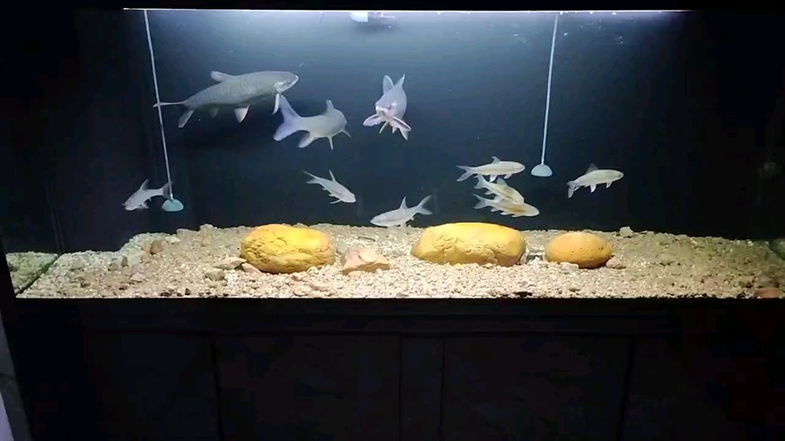 青竹鯉+吉羅仔