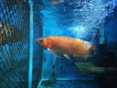 龍魚的飼養環境及背景顏色是什么樣的