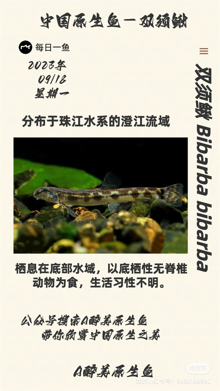 雙須鰍
