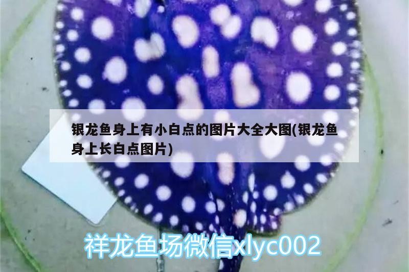 銀龍魚身上有小白點的圖片大全大圖(銀龍魚身上長白點圖片) 銀龍魚身上有小白點的圖片大全大圖(銀龍魚身上長白點圖片) 銀龍魚百科 第1張