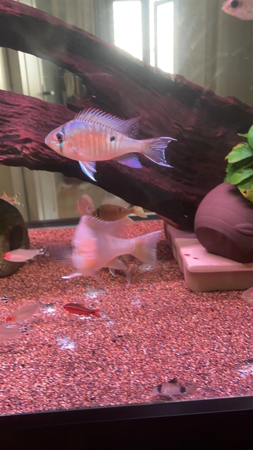 南美的小精靈，圣塔倫月亮寶石魚