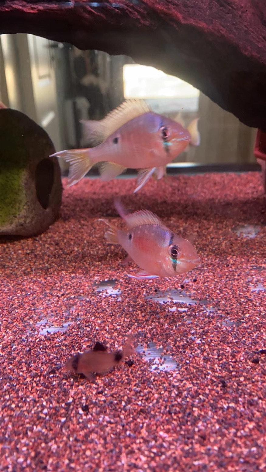 南美的小精靈，圣塔倫月亮寶石魚