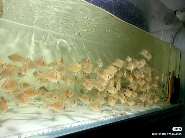 南美的小精靈，圣塔倫月亮寶石魚