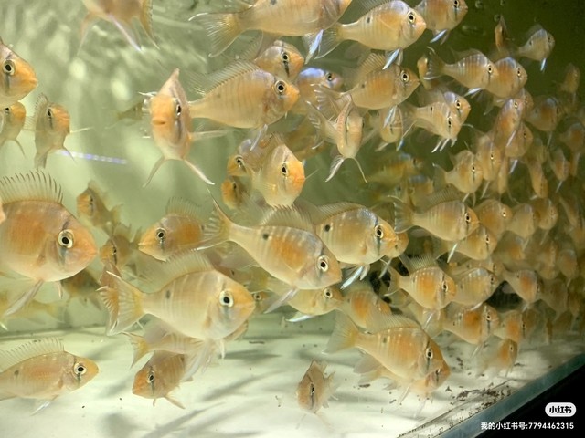 龍魚CP有官方設定嗎？（《原神》游戲中的“龍魚cp”是否有官方設定，龍魚cp沒有官方設定）