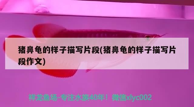 豬鼻龜?shù)臉幼用鑼懫?豬鼻龜?shù)臉幼用鑼懫巫魑? 豬鼻龜?shù)臉幼用鑼懫?豬鼻龜?shù)臉幼用鑼懫巫魑? 豬鼻龜百科