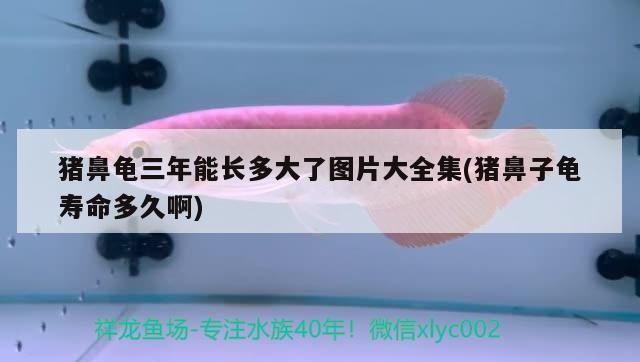 豬鼻龜三年能長多大了圖片大全集(豬鼻子龜壽命多久啊)