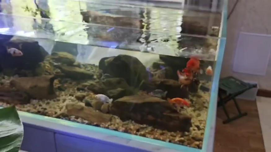 顛覆傳統，挑戰極限 顛覆傳統，挑戰極限 龍魚論壇