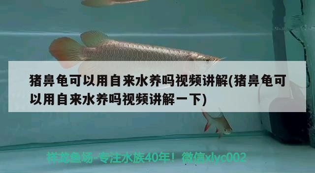 豬鼻龜可以用自來水養嗎視頻講解(豬鼻龜可以用自來水養嗎視頻講解一下)