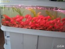 1.8米魚缸養(yǎng)多少條發(fā)財(cái)魚好：1.8米的魚缸，適宜飼養(yǎng)多少條發(fā)財(cái)魚 1.8米魚缸養(yǎng)多少條發(fā)財(cái)魚好：1.8米的魚缸，適宜飼養(yǎng)多少條發(fā)財(cái)魚 魚缸百科 第1張