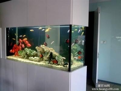 1.8米魚缸養(yǎng)多少條發(fā)財(cái)魚好：1.8米的魚缸，適宜飼養(yǎng)多少條發(fā)財(cái)魚 1.8米魚缸養(yǎng)多少條發(fā)財(cái)魚好：1.8米的魚缸，適宜飼養(yǎng)多少條發(fā)財(cái)魚 魚缸百科 第2張