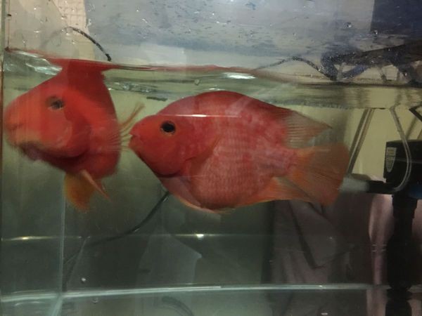 1.8米魚缸養(yǎng)多少條發(fā)財(cái)魚好：1.8米的魚缸，適宜飼養(yǎng)多少條發(fā)財(cái)魚 1.8米魚缸養(yǎng)多少條發(fā)財(cái)魚好：1.8米的魚缸，適宜飼養(yǎng)多少條發(fā)財(cái)魚 魚缸百科 第3張