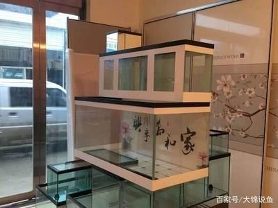 25厘米的龍魚配多大的虎魚合適呀（25厘米的龍魚配多大的虎魚合適呀）