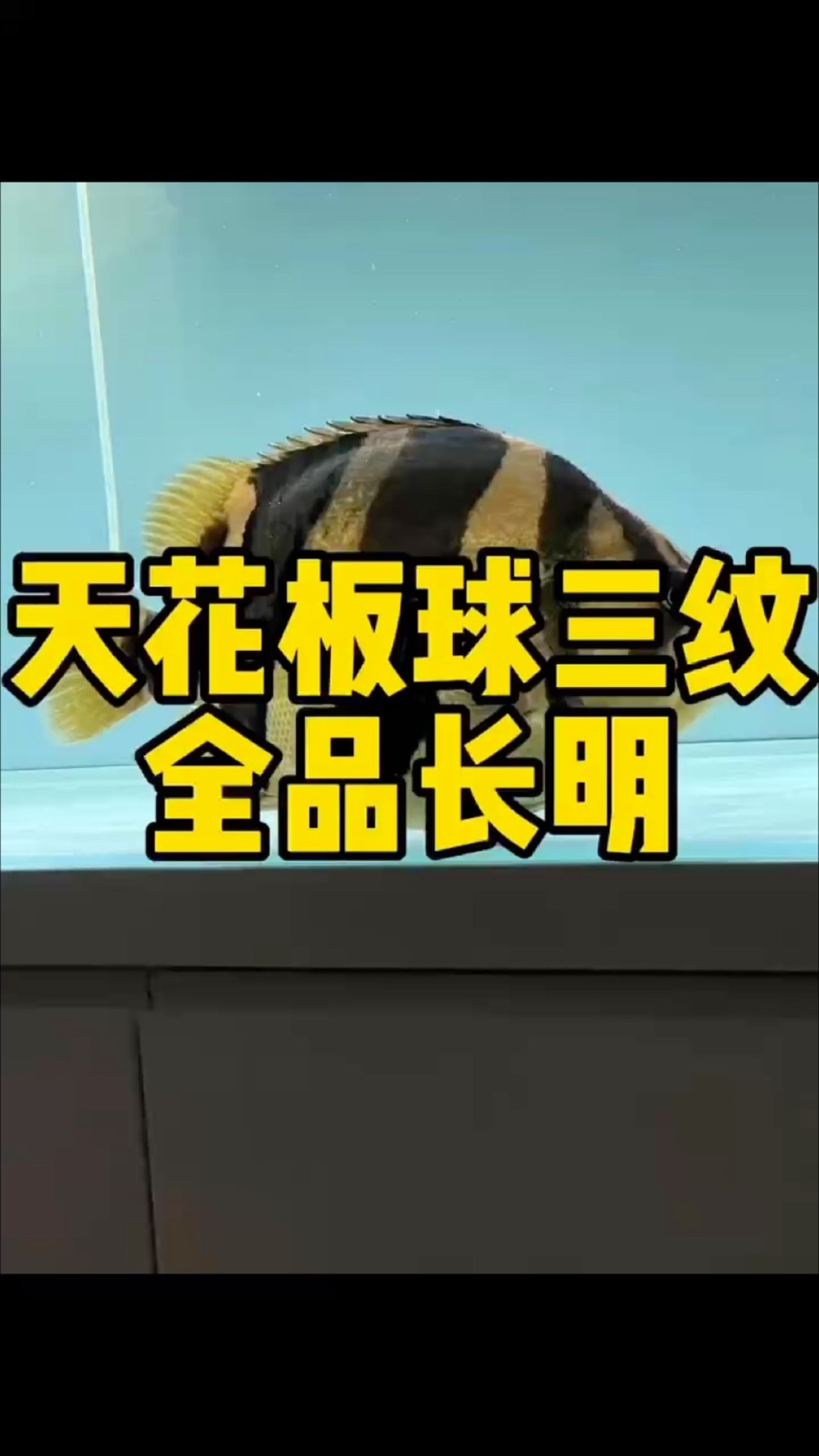 天花板球三紋